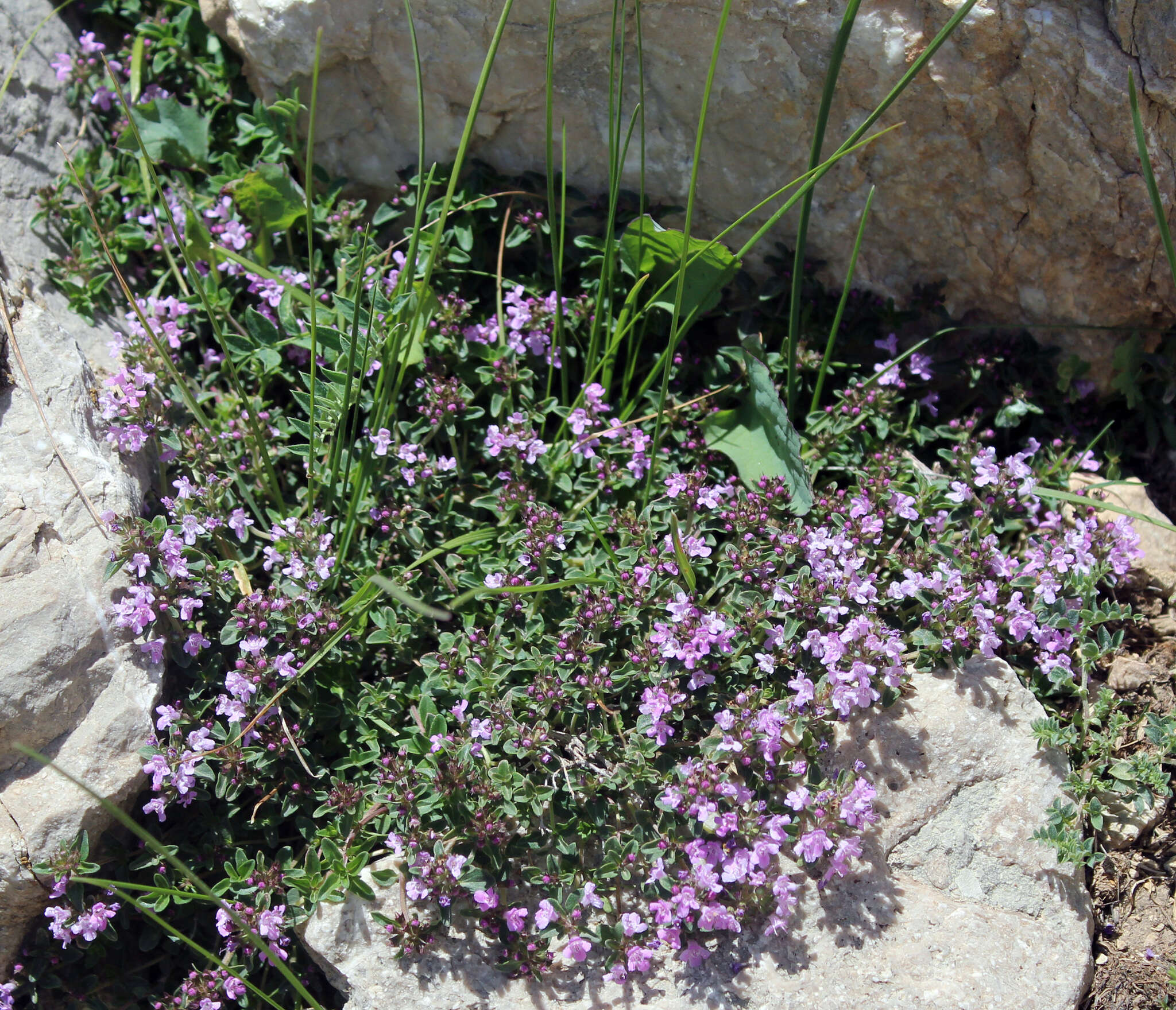 Image of Thymus nummularius M. Bieb.