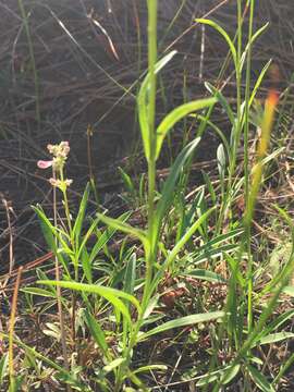 Image of Peck's beardtongue