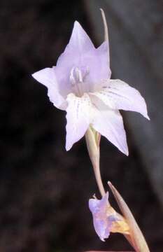 Imagem de Gladiolus vaginatus F. Bolus