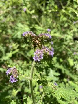 Phacelia neomexicana Thurb. ex Torr.的圖片