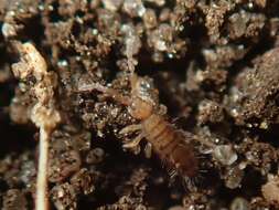 Image of Springtail