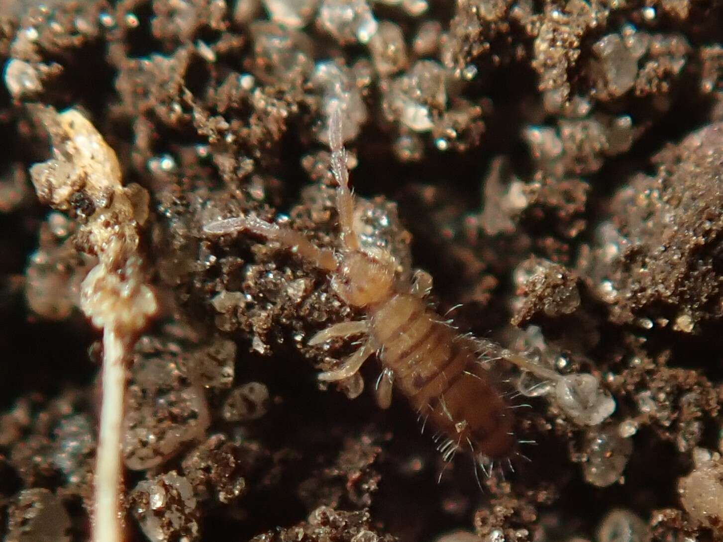 Image of Springtail