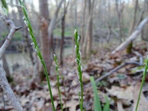 Image of roughleaf ricegrass