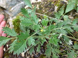 Image of Hooker's cinquefoil