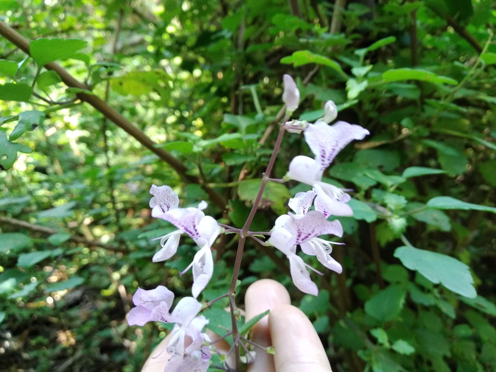 Image de Plectranthus saccatus Benth.