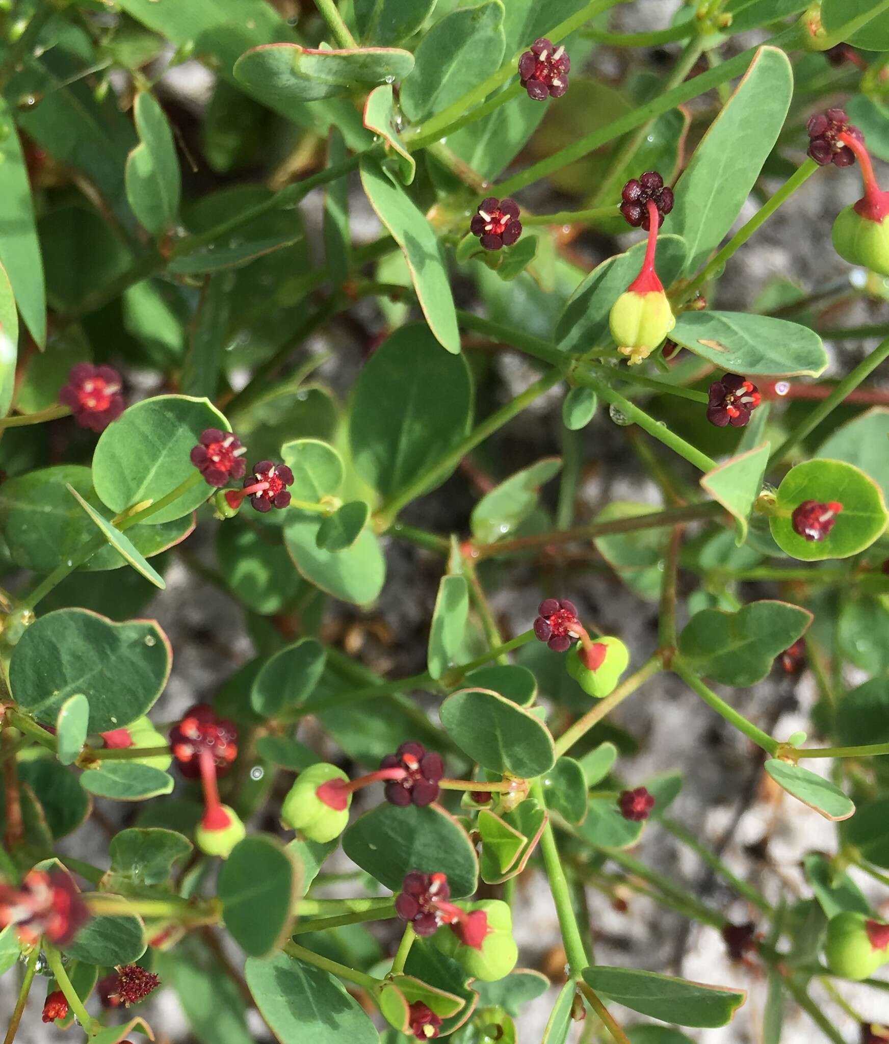 Sivun Euphorbia exserta (Small) Coker kuva