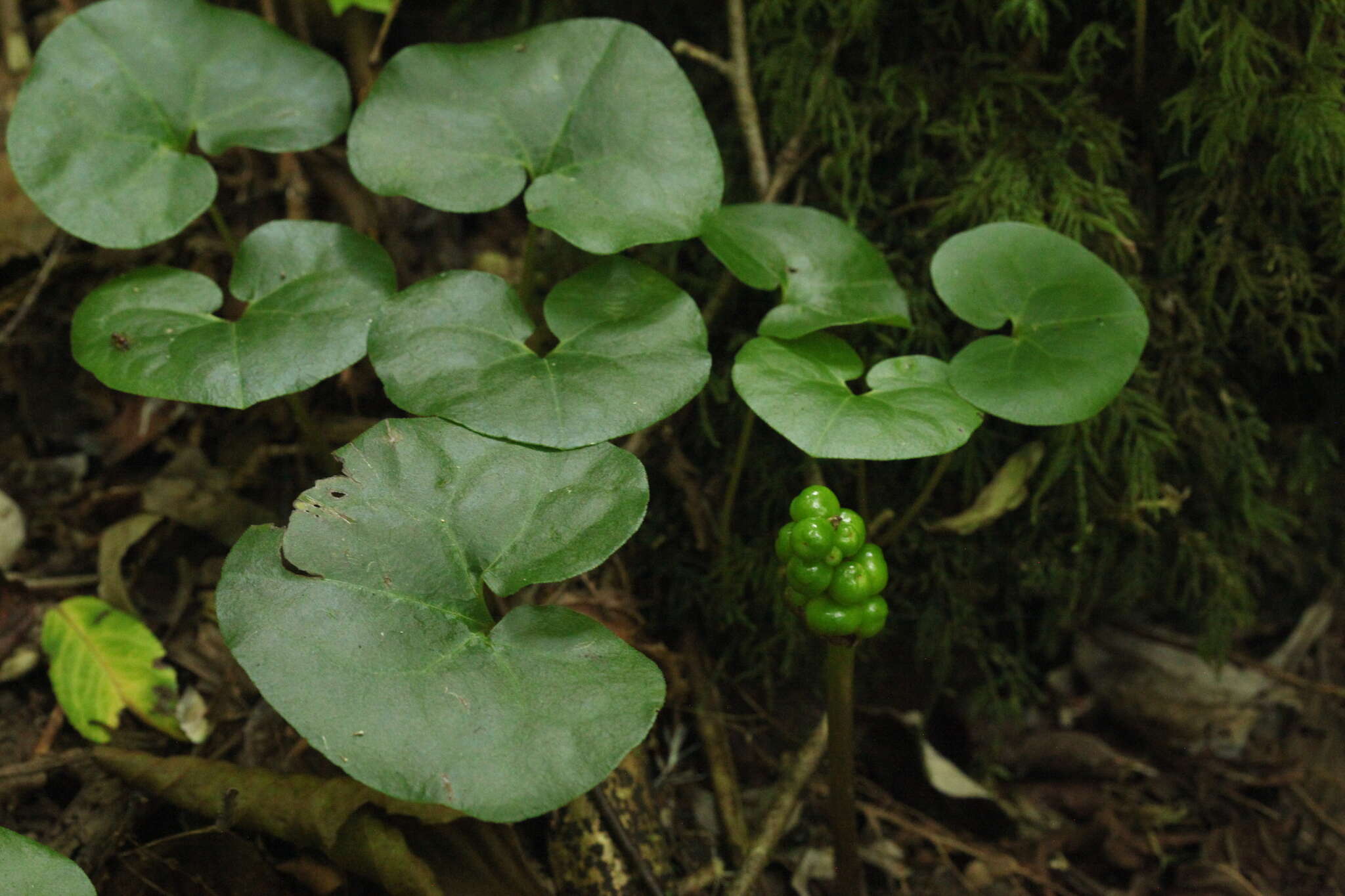 Image of Asarum europaeum subsp. caucasicum (Duchartre) Soo