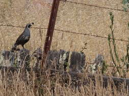 Image of Callipepla Wagler 1832