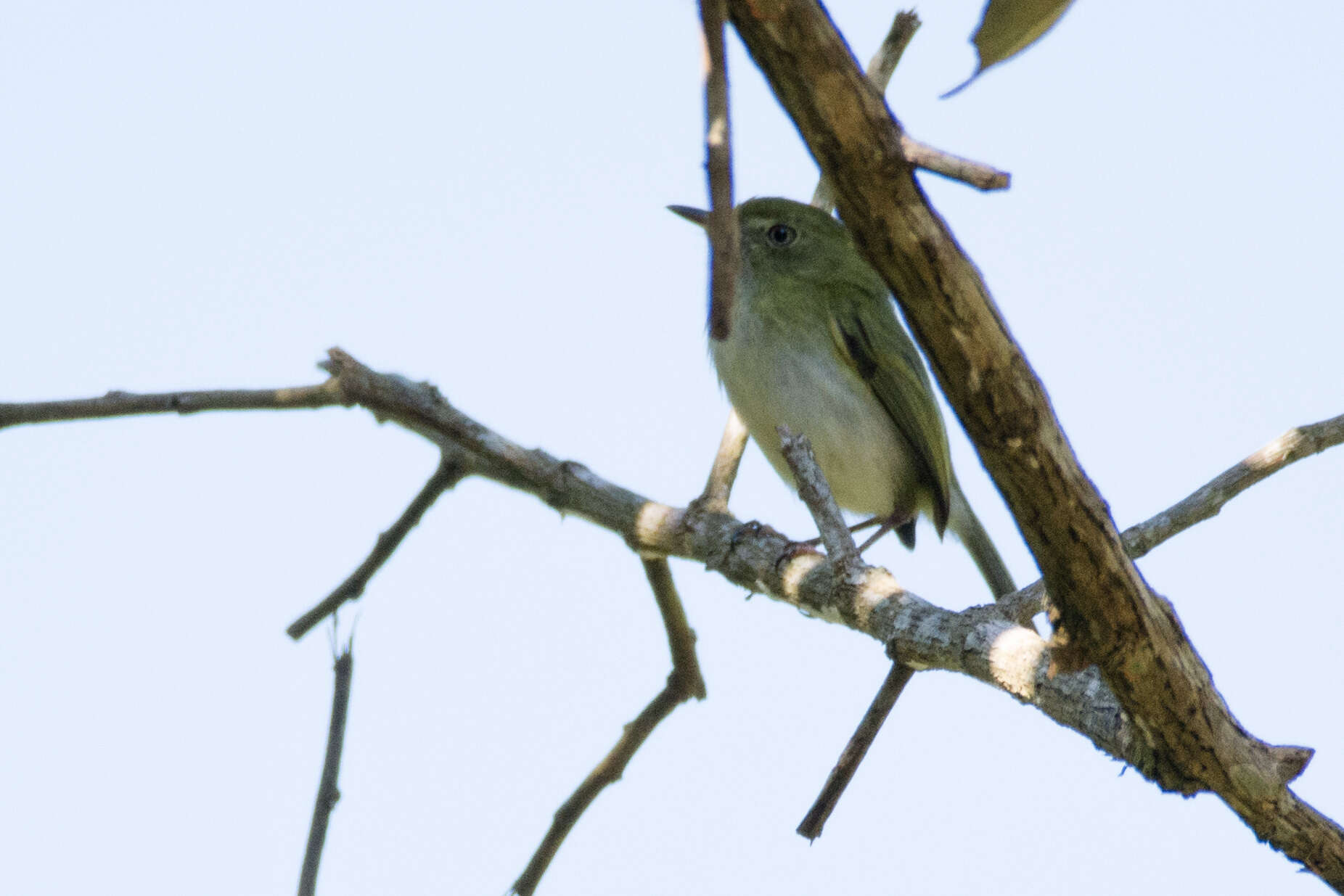 Hemitriccus nidipendulus (Wied-Neuwied 1831) resmi