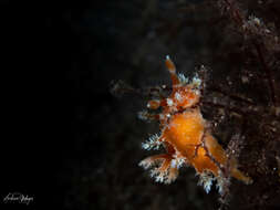 Image of Tasselled nudibranch