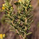 Image of Euryops oligoglossus subsp. racemosus (DC.) B. Nord.