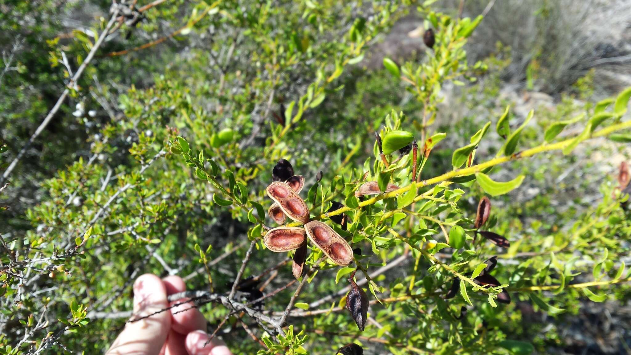 Image of Acacia hispidula (Sm.) Willd.