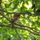 Image of Lacedo pulchella amabilis (Hume 1873)