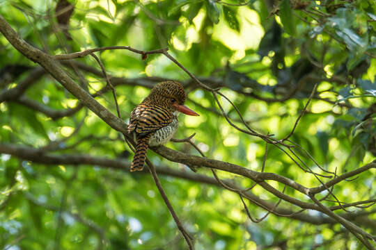 Image de Lacedo pulchella amabilis (Hume 1873)