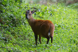 Image of East African Red Duiker