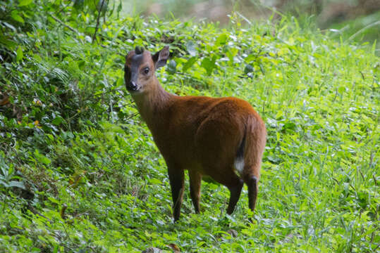 Image of East African Red Duiker