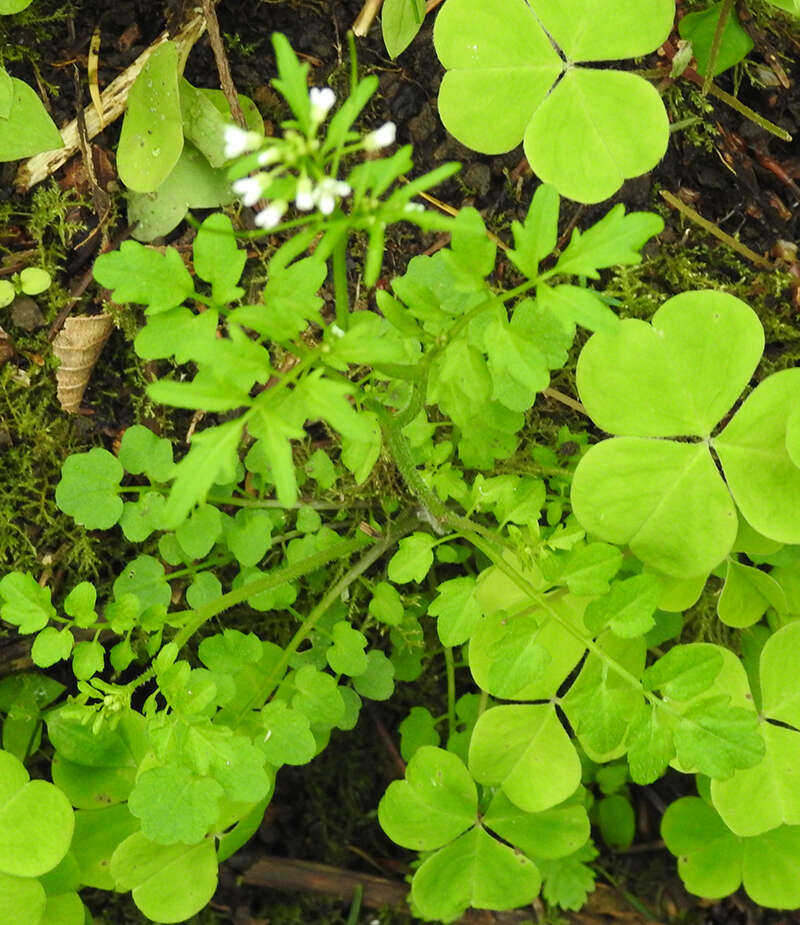 Image of wood bitter-cress, wavy bitter-cr.