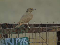 Image of Rufous-tailed Lark