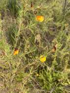 Image of Aspalathus uniflora L.