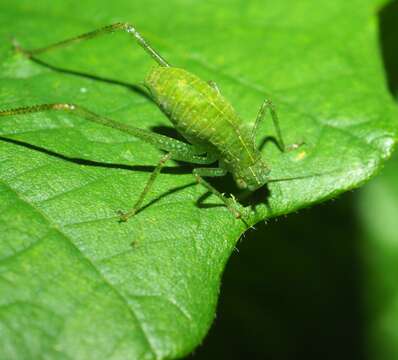 Image of Greater Angle-wing Katydid