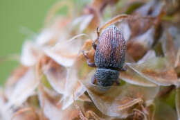 Image of Mecinus pascuorum Caldara 2001