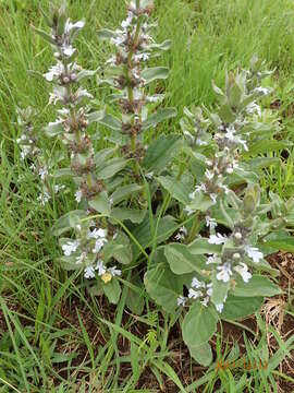 Image of Bugle plant