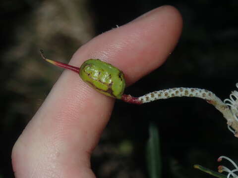 Image of Grevillea commutata F. Müll.