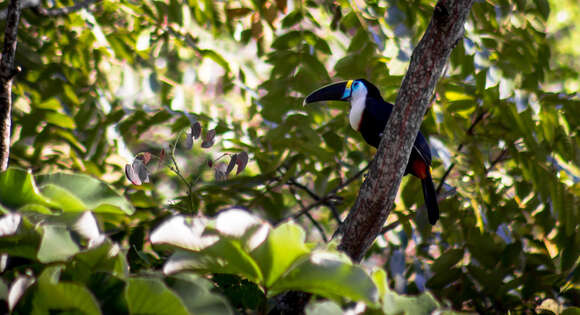 Image de Toucan ariel