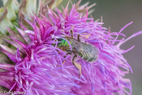 Image of Agapostemon splendens (Lepeletier 1841)