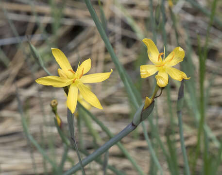 Sisyrinchium elmeri Greene的圖片