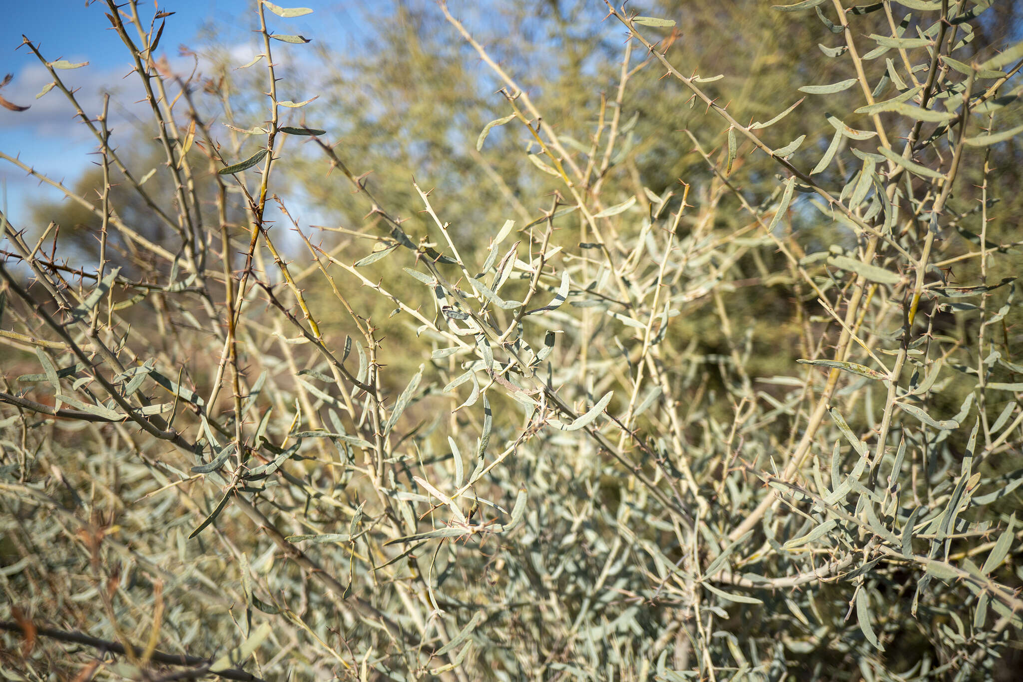 Acacia victoriae Benth. resmi