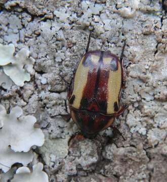 Image of Chondrorrhina picturata (Harold 1878)