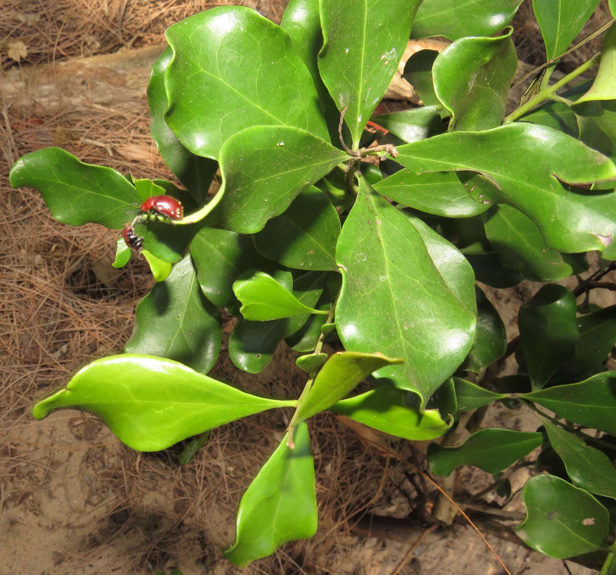 Sivun Euclea racemosa subsp. sinuata F. White kuva