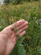 Image of Thalictrum simplex L.