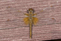 Image of Yellow-winged Darter