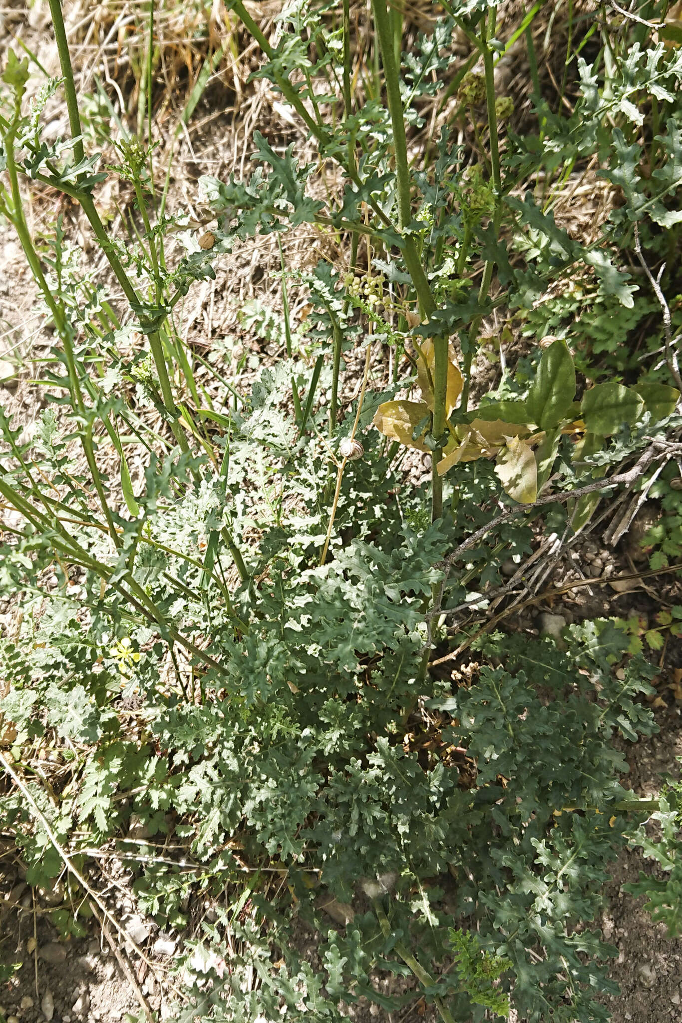 Image of Erucastrum nasturtiifolium (Poir.) O. E. Schulz