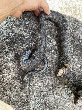 Image of Puerto Rican Boa