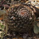 Image of Mammillaria heyderi subsp. gaumeri (Orcutt) D. R. Hunt