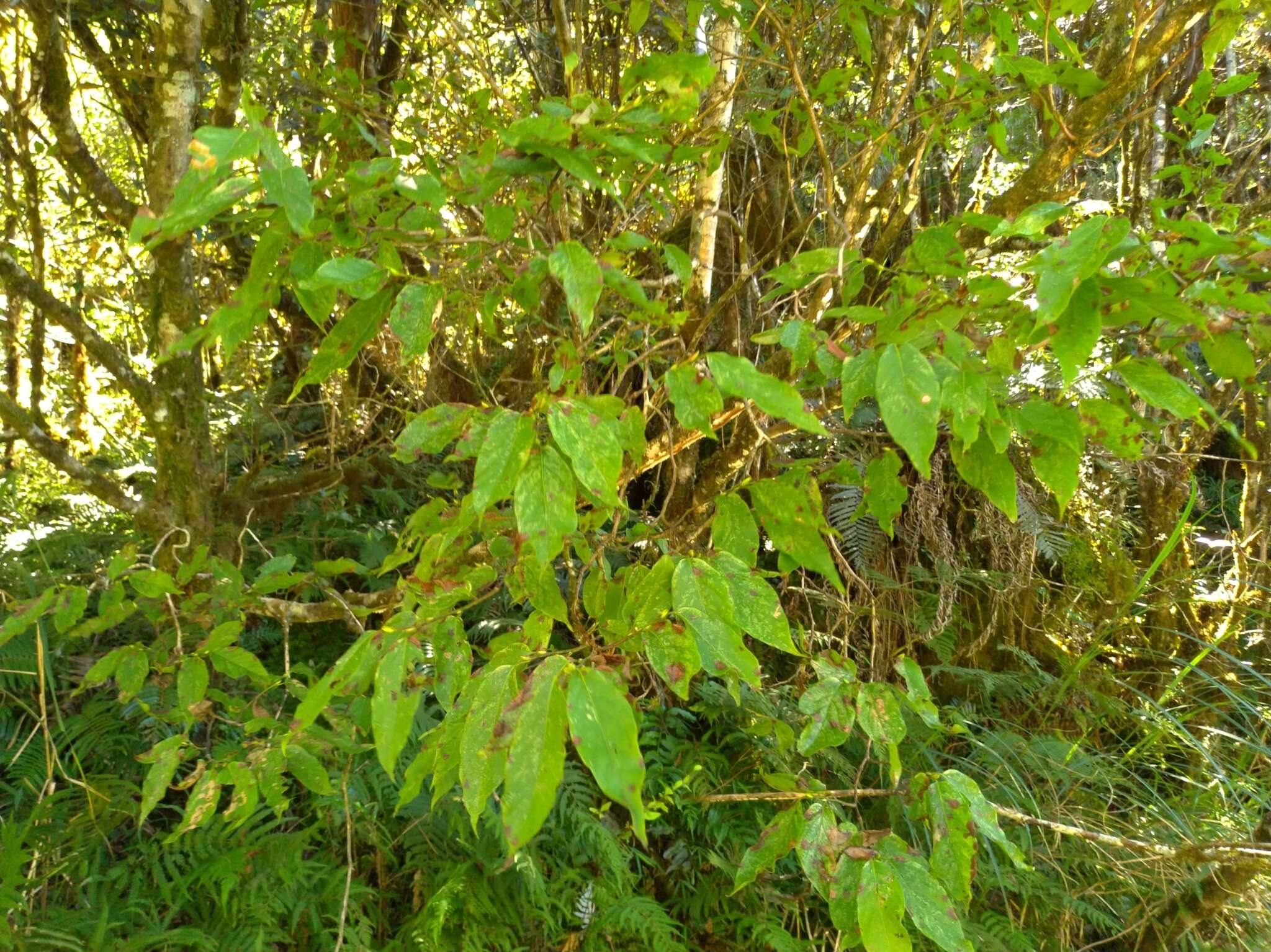 Image of Lyonia ovalifolia (Wall.) Drude