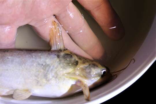 Image of Southern driftwood catfish