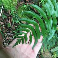 Image of Polystichum integripinnum Hayata