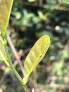 Image of Trophis scandens subsp. scandens