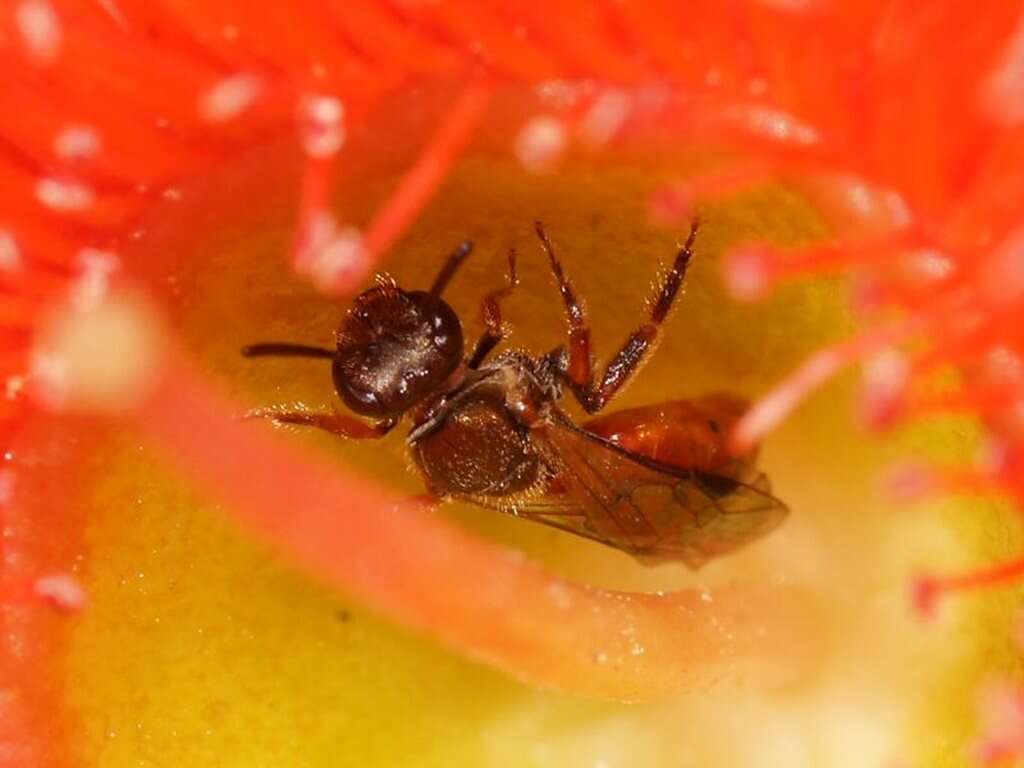 Image of Lasioglossum erythrurum (Cockerell 1914)