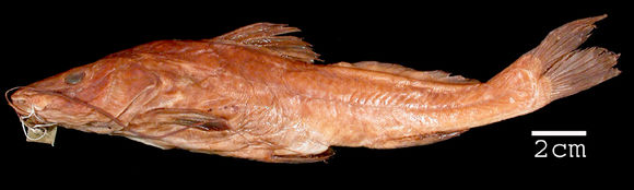 Image of <i>Rhamdia depressa</i> Barbour & Cole