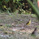 Image of Machetornis rixosa flavigularis Todd 1912