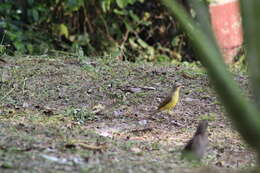 Image of Machetornis rixosa flavigularis Todd 1912