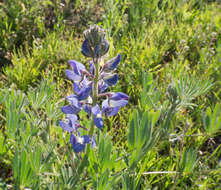 Слика од Lupinus guadalupensis C. P. Sm.