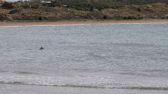 Image of Australian humpback dolphin