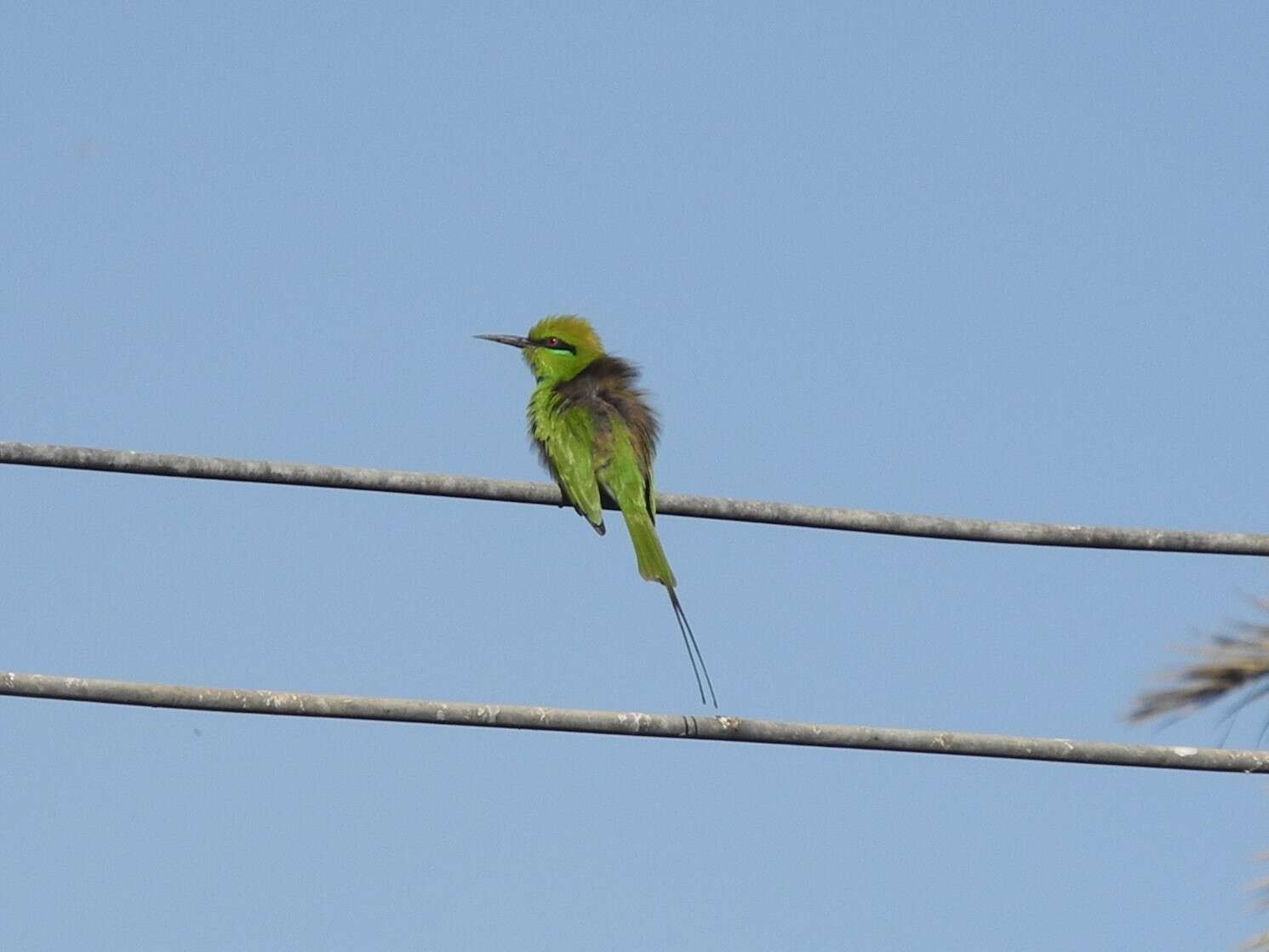 Image of African Green Bee-eater