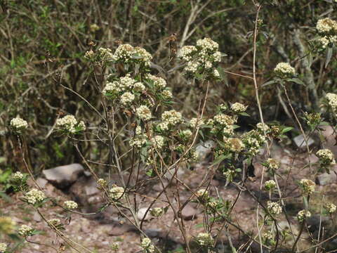 Image of Baccharis pentlandii DC.